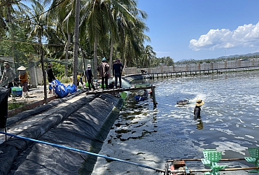 QUY TRÌNH ÁP DỤNG SẢN PHẨM HUỲNH TRÂM AQUACULTURE CHO TÔM THẺ CHÂN TRẮNG