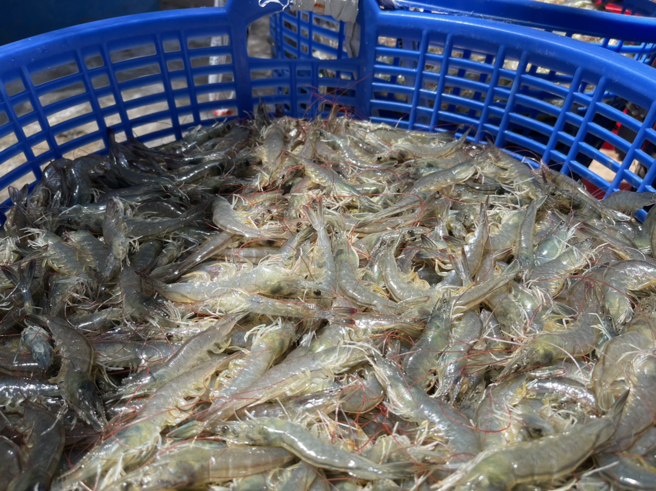 Nông dân thu hoạch sớm do lo ngại dịch bùng phát