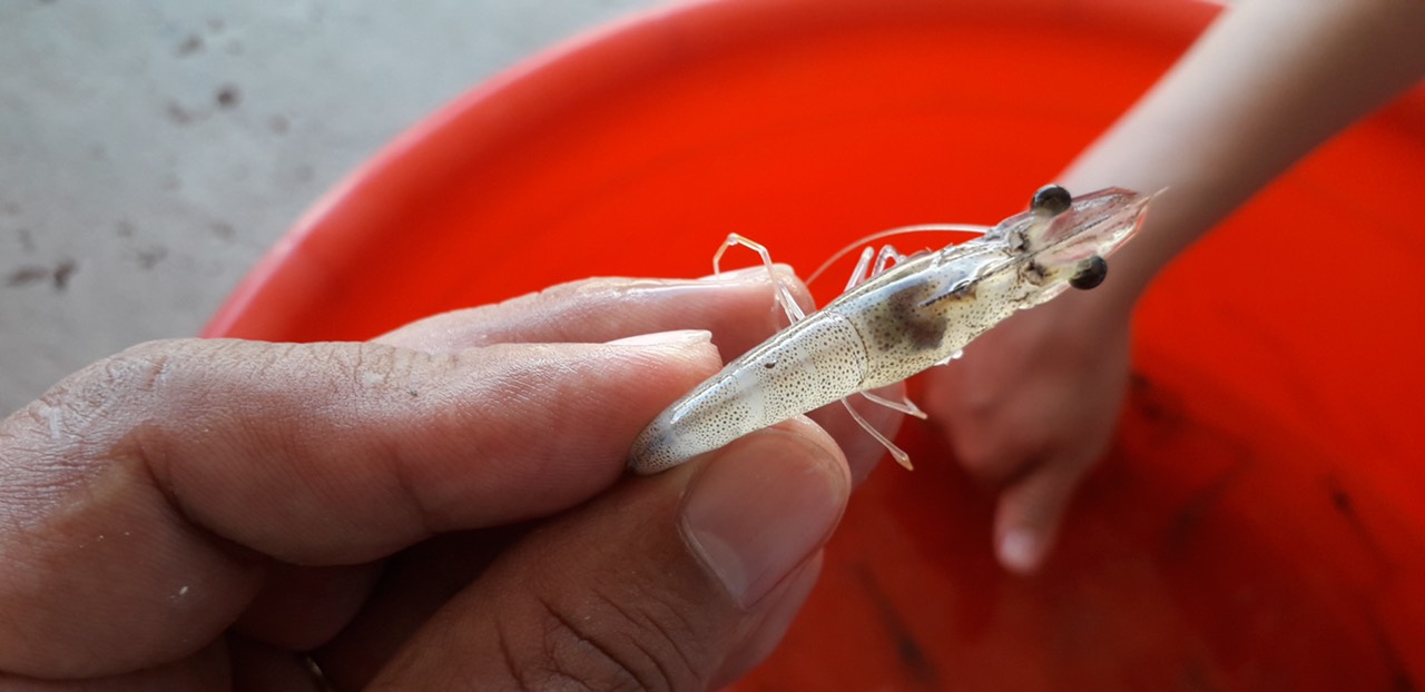 Gan nhạt màu, ruột trống